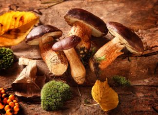 Pozor na cestách – není houba jako houba! Cerstve-lesni-houby | foodandmore/123RF.com