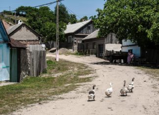 Život v českých vesnicích v Banátu v Rumunsku Husy na návsi Rovenska | miropink/123RF.com