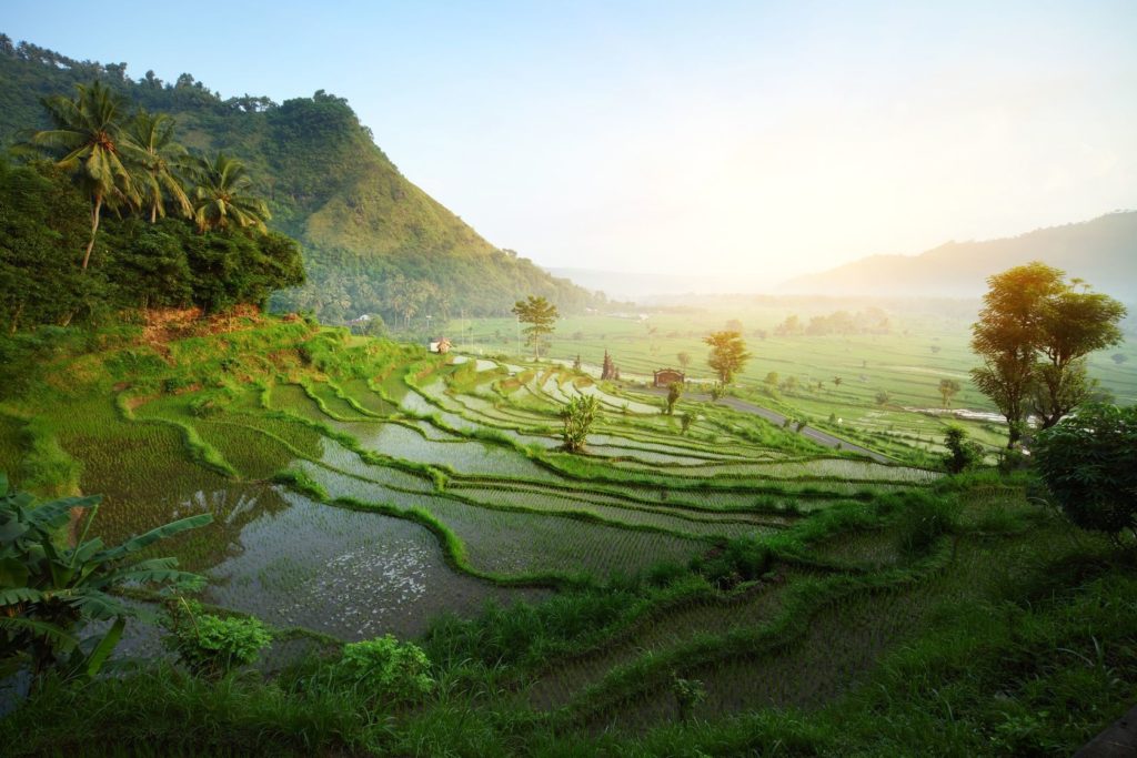 Rýžové terasy na Bali | mihtiander/123RF.com