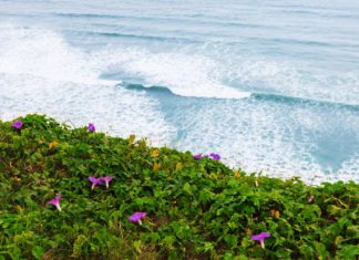 Květnatá flóra v Peru Květiny na pobřeží Tichého oceánu | terex/123RF.com