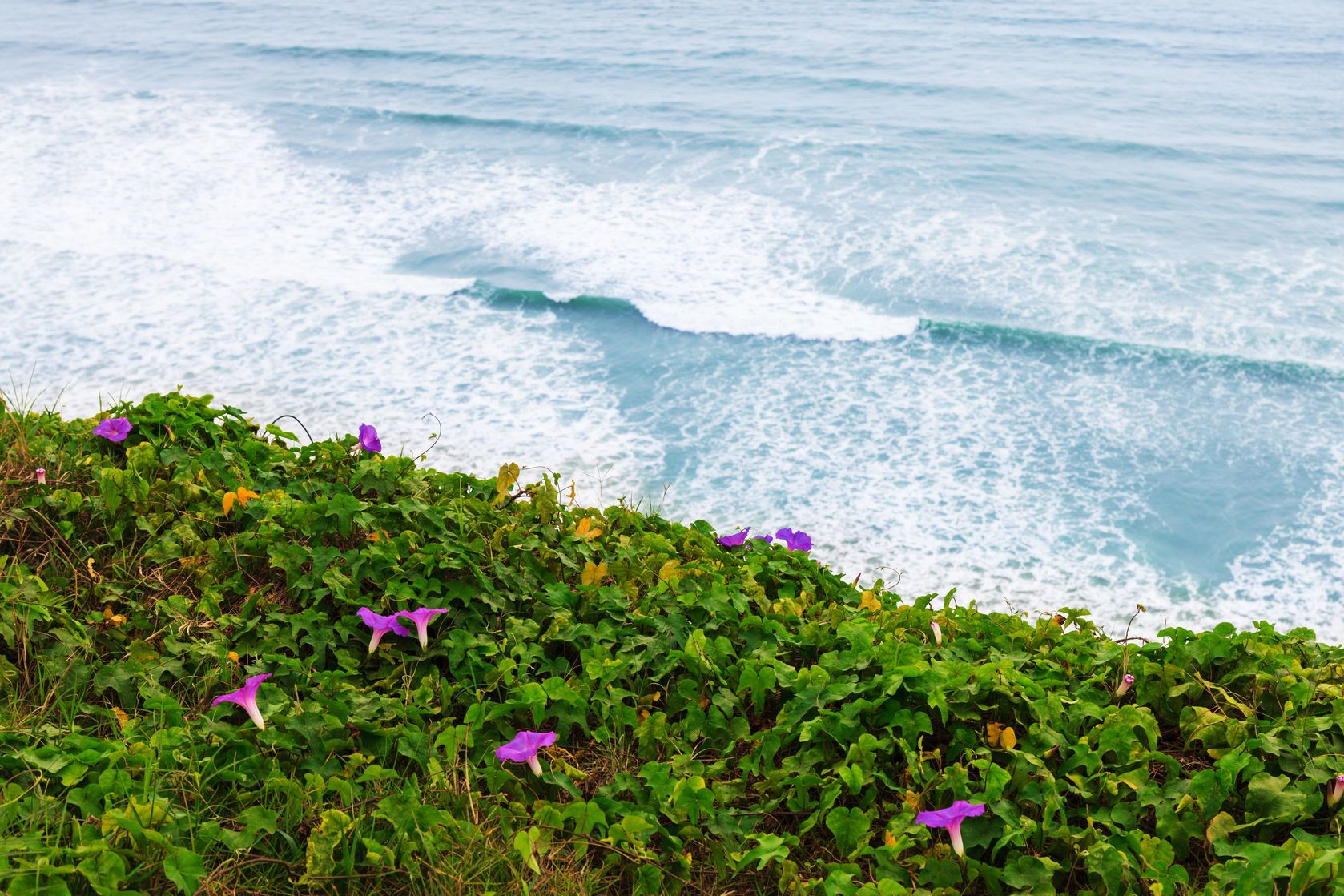 Květiny na pobřeží Tichého oceánu | terex/123RF.com