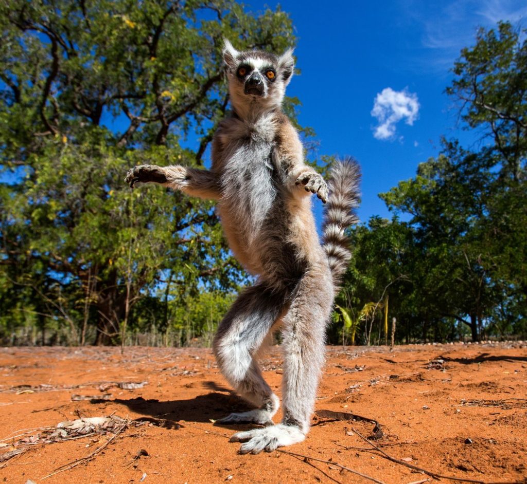 Lemur kata na Madagaskaru | gudkovandrey/123RF.com