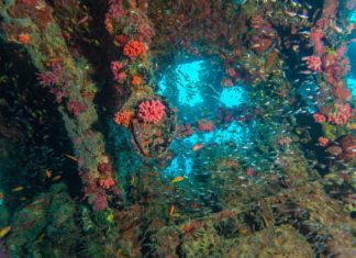 Tajné vraky – tajemství na dně Malediv Podvodní scéna uvnitř lodního vraku na Maledivách | rostislavv/123RF.com