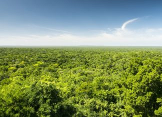 Vyprávění strýčka Michala o tom, jak se jezdí po Yucatanu vleže Pohled shora na džungli na Yucatánu v Mexiku | tommasolizzul/123RF.com