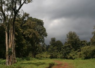 Příběh rodačky ze Slezska „Matka“ lvice Elsy Národní park Mount Kenya | jkfoto/123RF.com