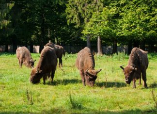 Carská honitba v Bělověžském pralese Zubří stádo v Bělověžském pralese | pytyczech/123RF.com