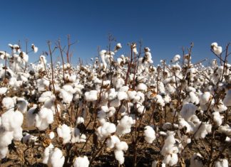 Čeští bavlnáři v Chaku Bavlníkové pole | timhester/123RF.com