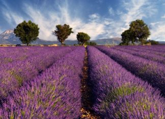 Provence – to je Francie poznána všemi smysly Levandulové pole v Provence | akarelias/123RF.com
