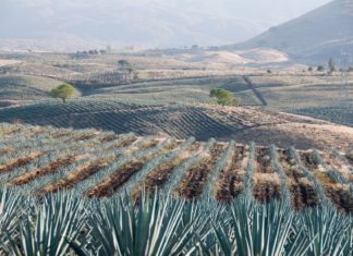 Mexická tequila – nápoj ze srdce agáve Pole s agáve v Mexiku | albertoloyo/123RF.com