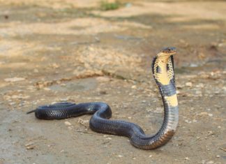 Hadi na Srí Lance aneb proč se kobry neloví? Jedovatá kobra | skynavin/123RF.com