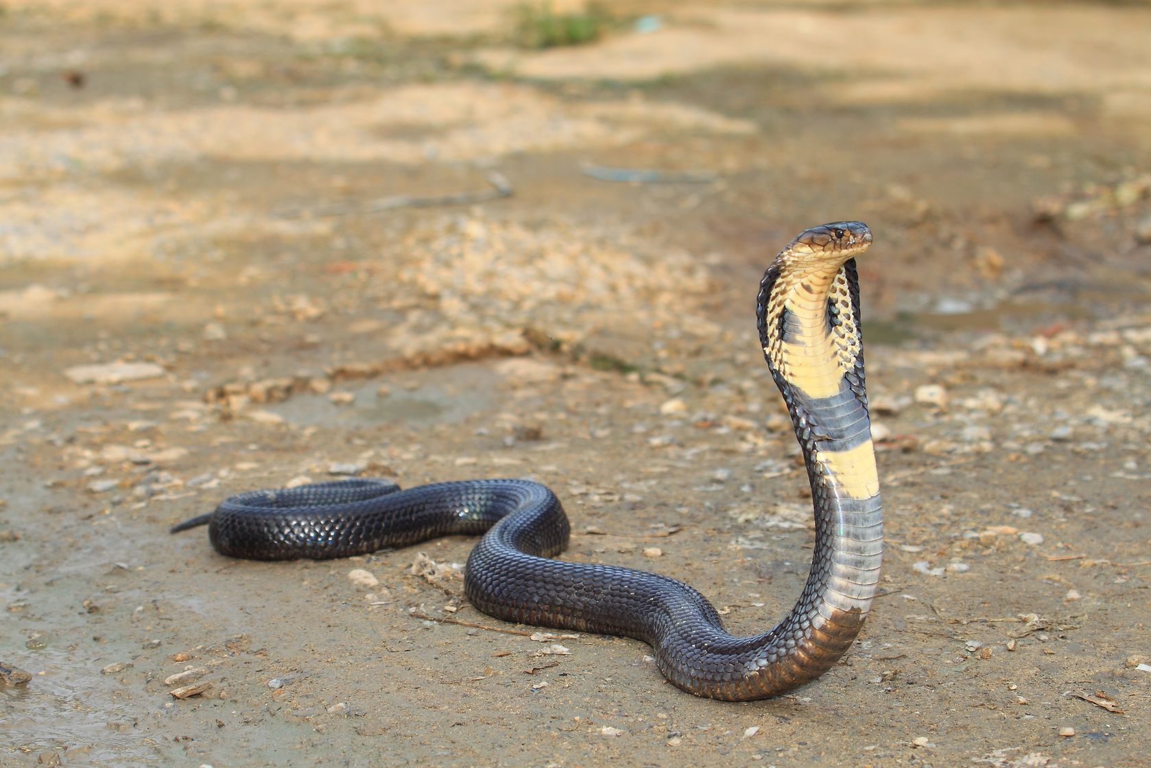 Cobra перевод