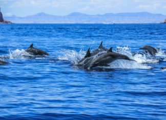 Delfíni na vysílačku Delfíni u Mexika | bennymarty/123RF.com