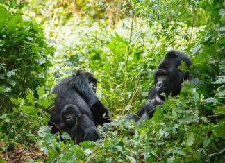 Cesta z Keni do Ugandy za poznáním Goril Gorilí rodina v přírodě v Ugandě | ksumano/123RF.com