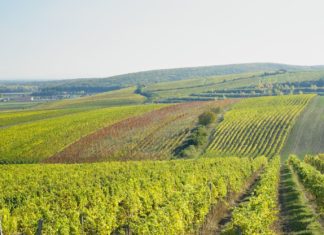 Moravská vinná stezka Vinice na Pálavě | phbcz/123RF.com