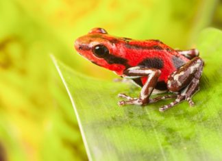 Jedy z panamské džungle Červená pralesnička v Panamě | dirkercken/123RF.com