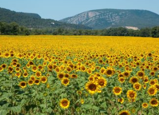 Fauna a flóra ve Francii Slunečnicové pole ve Francii | epokrovsky/123RF.com