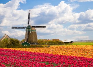 Holandsko z Brna a zpět za 598 Kč Větrný mlýn a tulipánové pole v Nizozemsku | olgysha/123RF.com