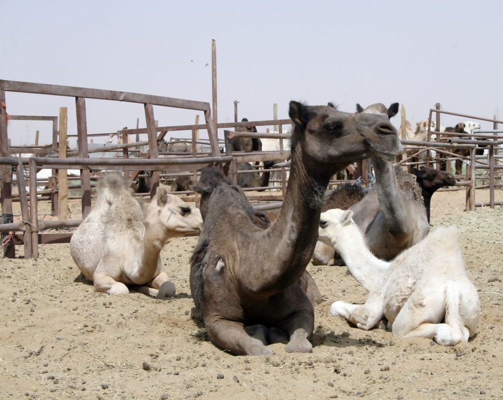 Velbloudí trh nedaleko Rijádu v Saudské Arábii | swisshippo/123RF.com