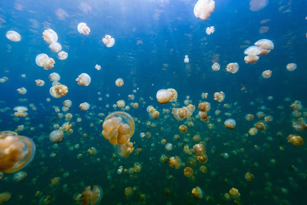 Medúzy v jezeře na Palau | shalamov/123RF.com