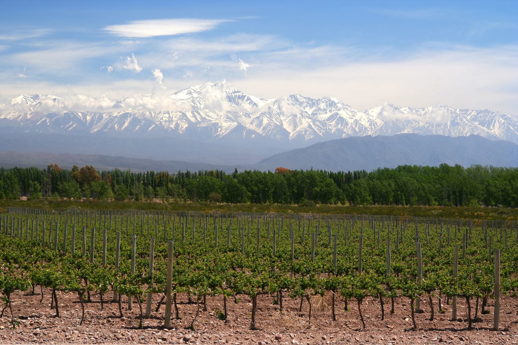 Vinice a horská krajina v Argentině | aaabbbccc/123RF.com